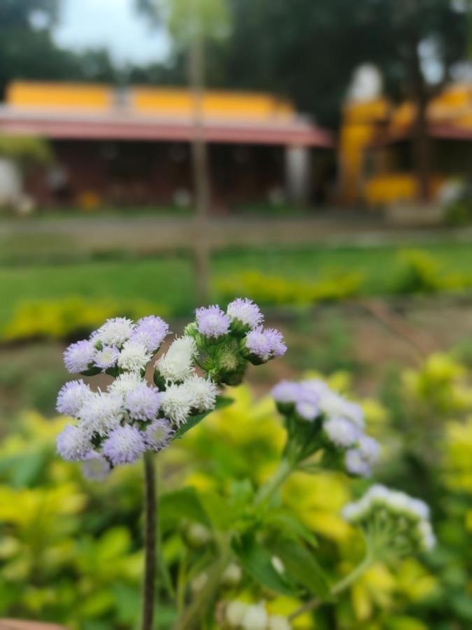 De Asian Villa Pondicherry Auroville Buitenkant foto